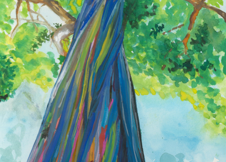 Rainbow Eucalyptus